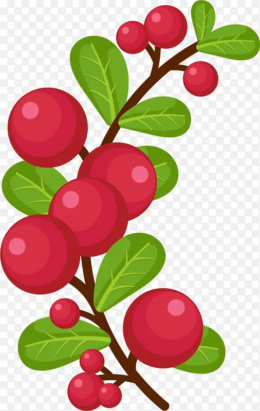 鲜红色手绘矢量蔓越莓