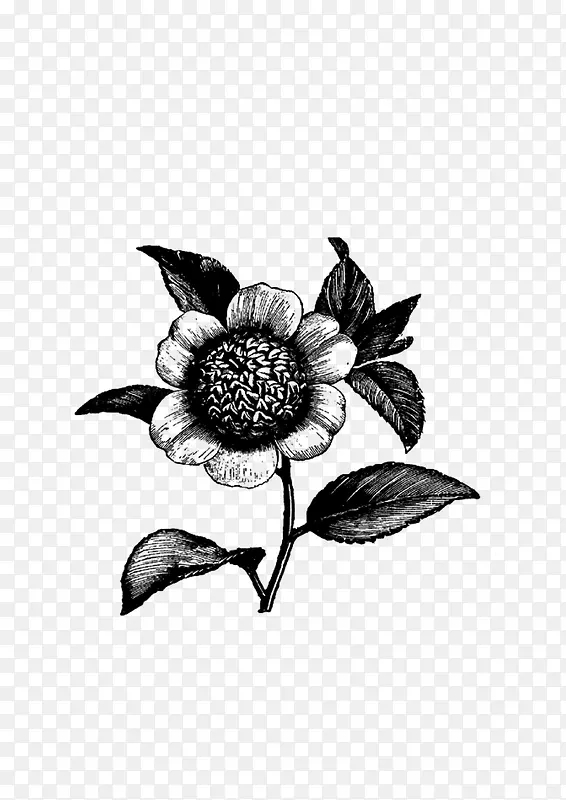 绘画植物 花 黑白