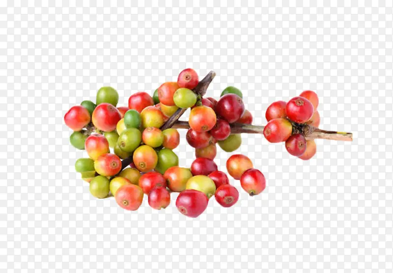 红色成熟散落的咖啡果实物