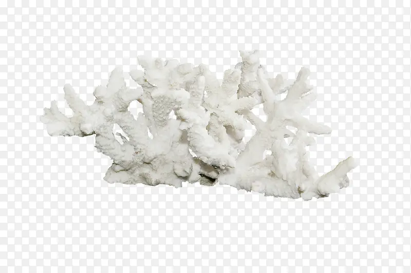 灰白色漂亮珊瑚