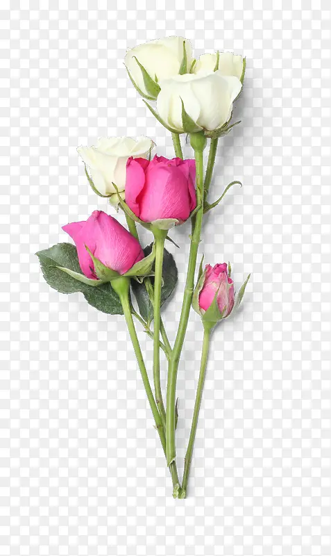 两种颜色的玫瑰花