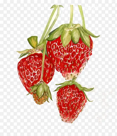 手绘水灵灵的草莓