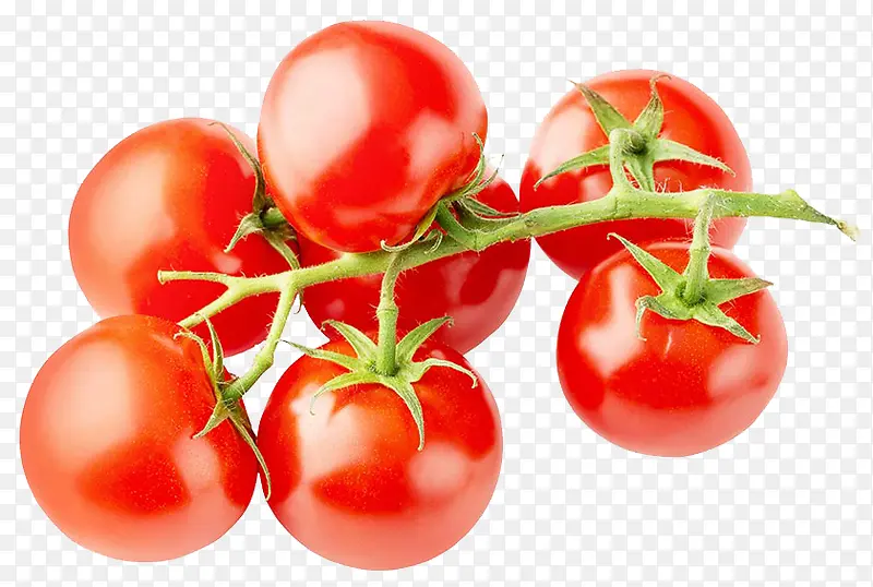 藤上的番茄