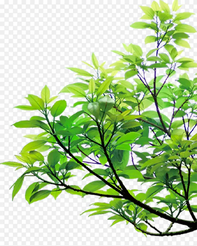 绿色清新世外桃源文艺植物