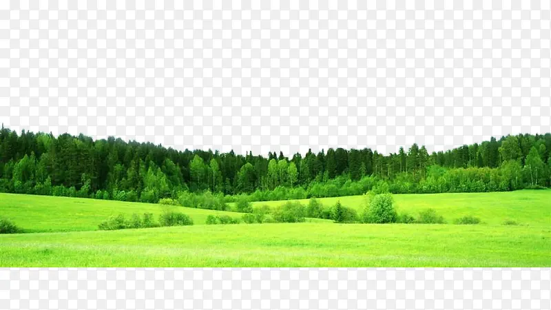 翠绿的树林