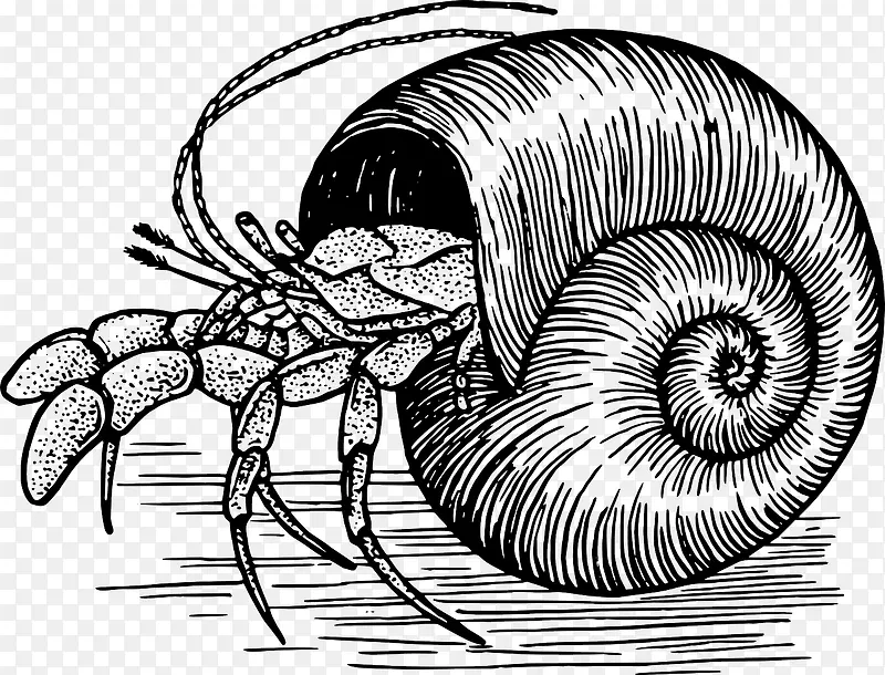 蜗牛壳爬出的螃蟹