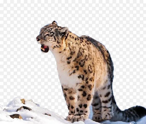 高山雪地里的雪豹身影