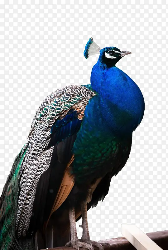 一只蓝色的孔雀