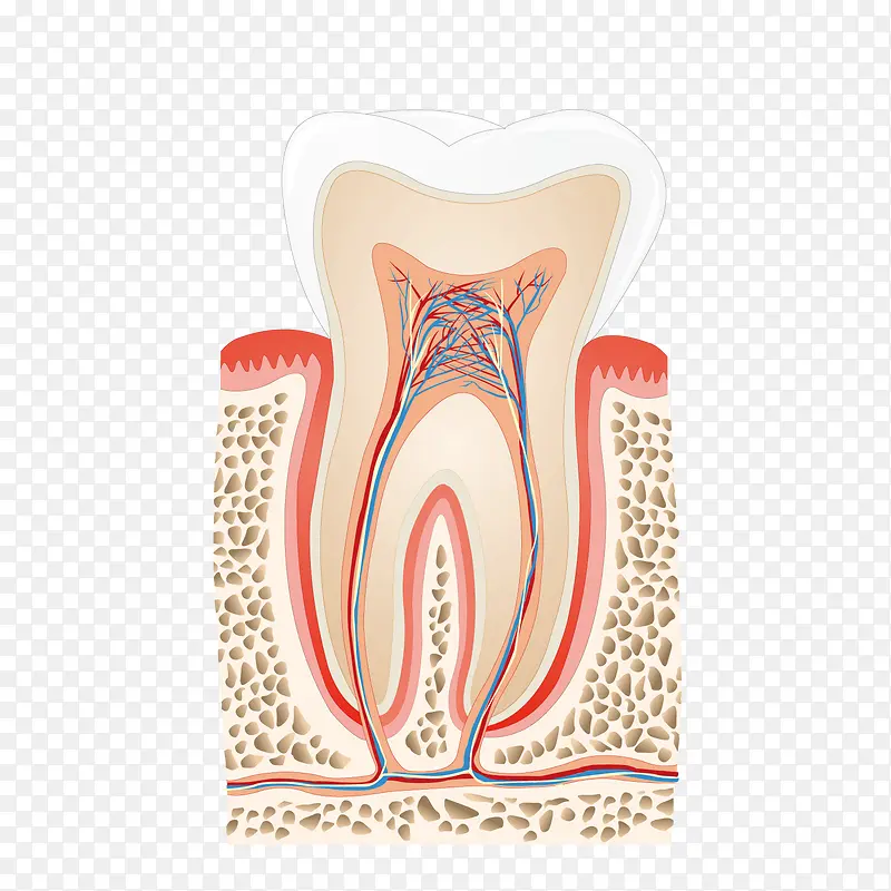 牙齿剖面图图片