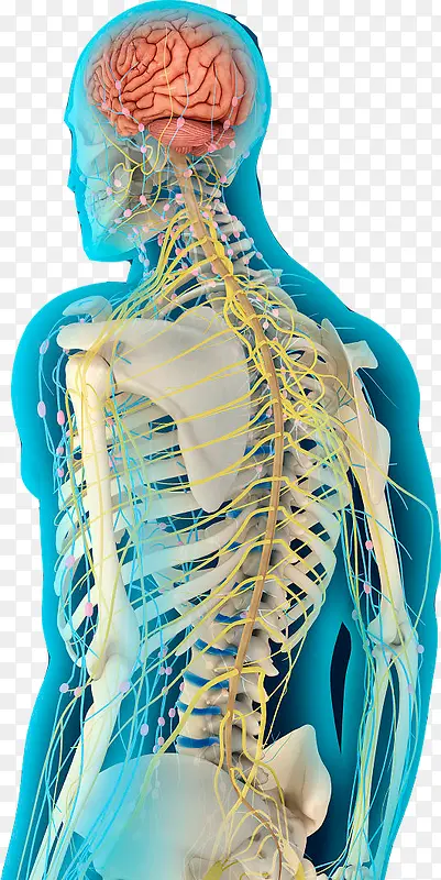 医学研究的脊椎图