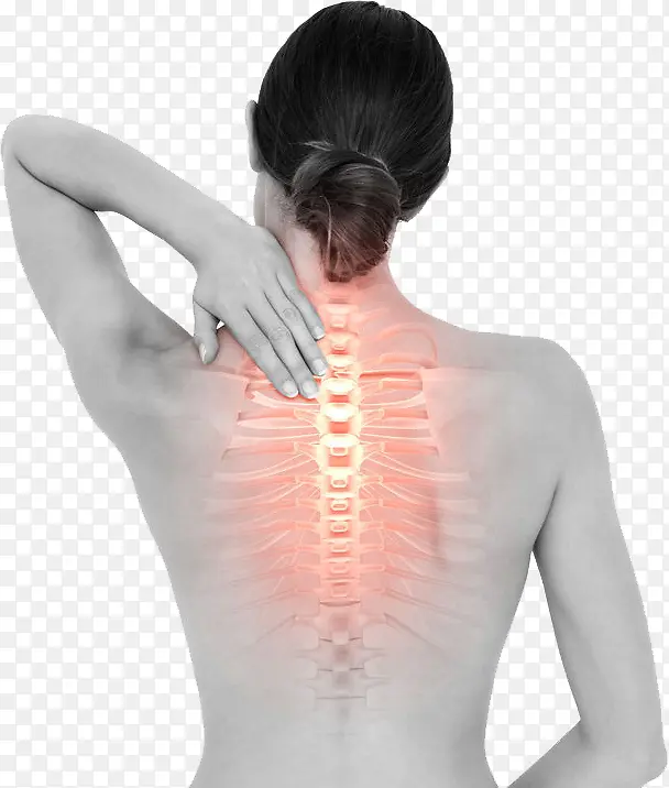 女性的背部脊椎图