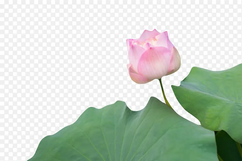 粉红色纯洁的荷叶上的水芙蓉实物