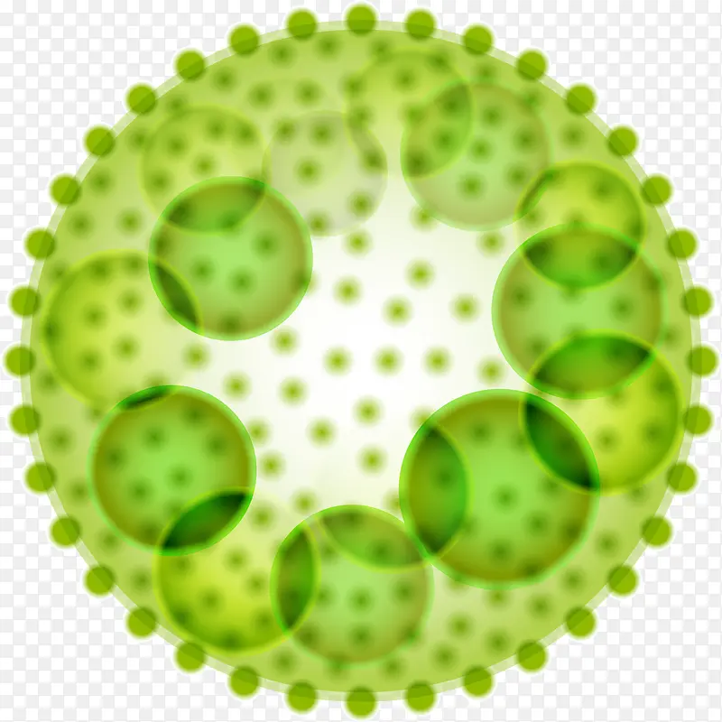 绿色细胞分裂结构图