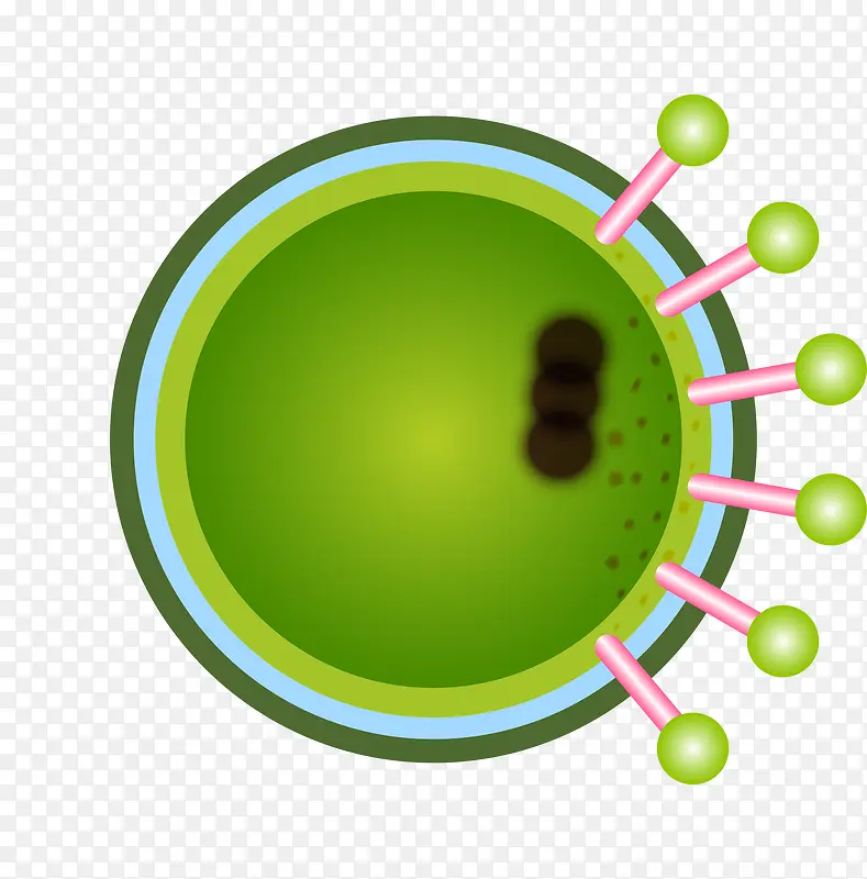 绿色细胞矢量分裂图