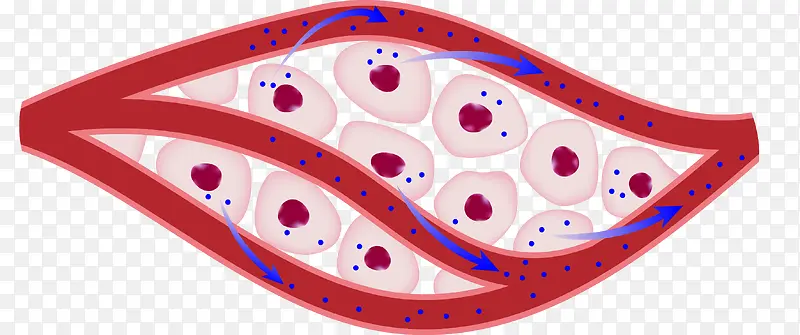 生物细胞分裂素材图