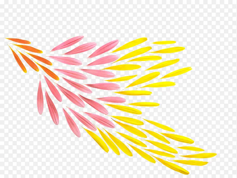 菊花花瓣