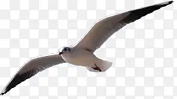 创意摄影在海上飞翔的海鸥