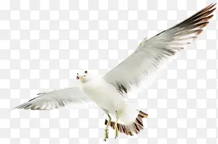 飞翔白色海鸥海上