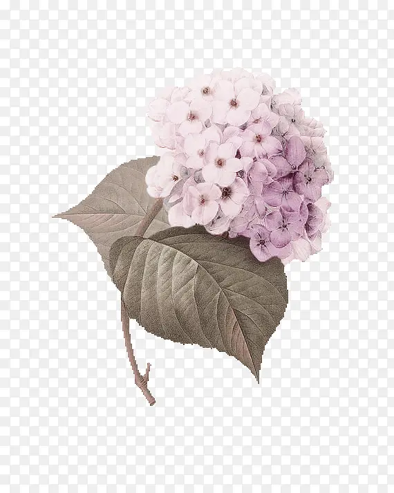 淡紫色绣球花装饰图案