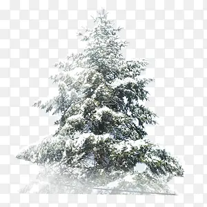 黑白大雪压松树