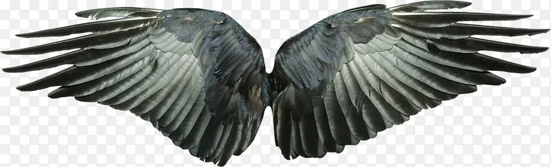 羽翼