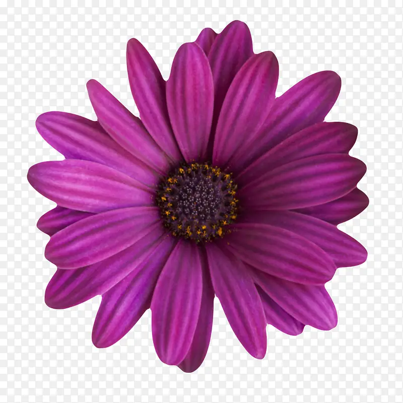 紫色植物小叶子一朵大花实物