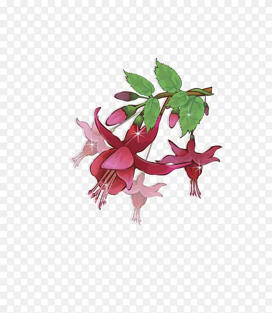 开放的石榴花