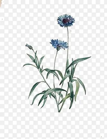 蓝色矢车菊