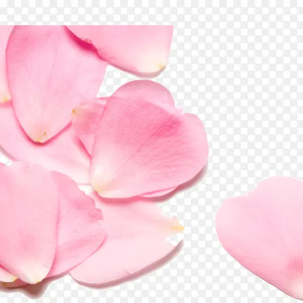 桃花撒花庆祝
