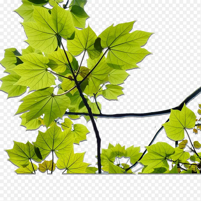 绿色植物素材PNG图片素材下载_图片编号7945851-PNG素材网