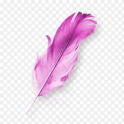 紫鸟禽羽毛