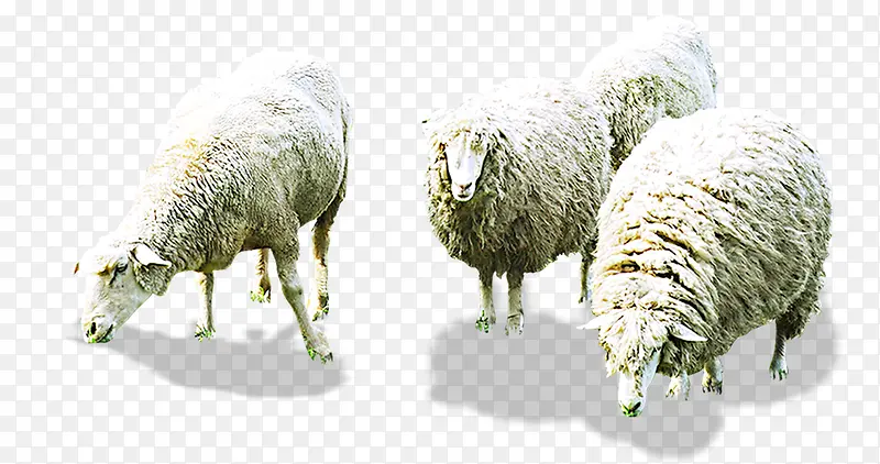 一群绵羊