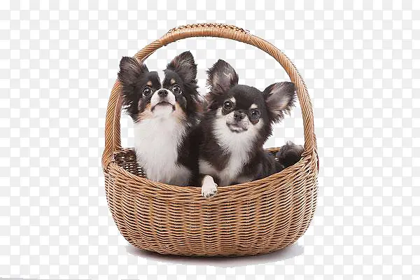 篮子里的两只小狗