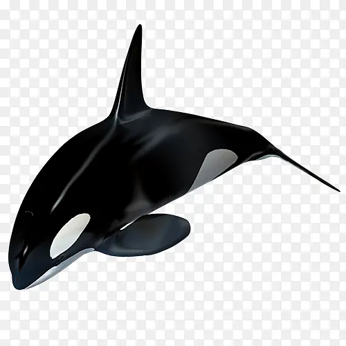 深色卡通装饰海豚设计图