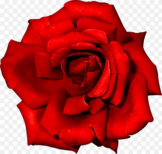 红色盛开大朵玫瑰花