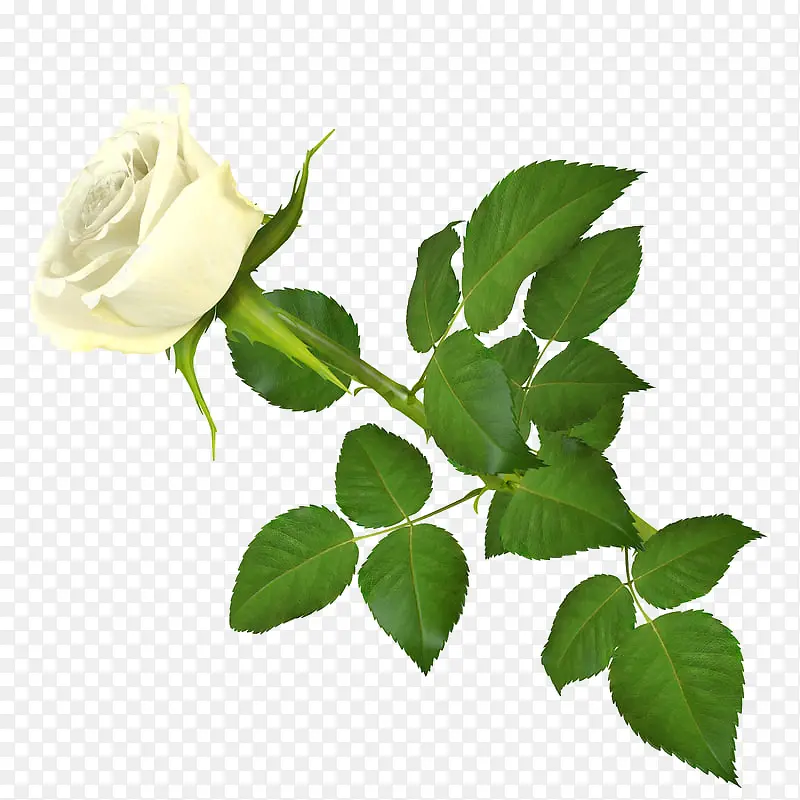 绿色叶子白色花朵单支玫瑰