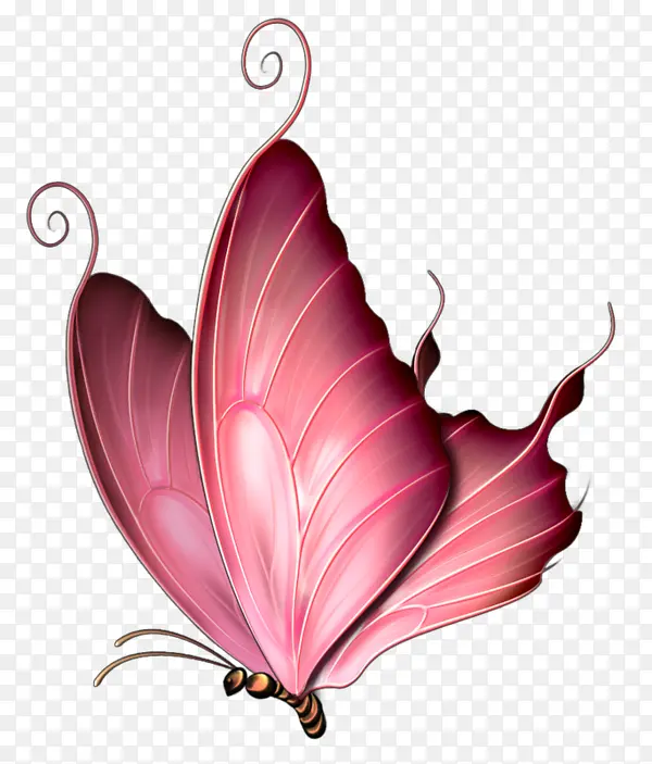 美丽的粉色蝴蝶