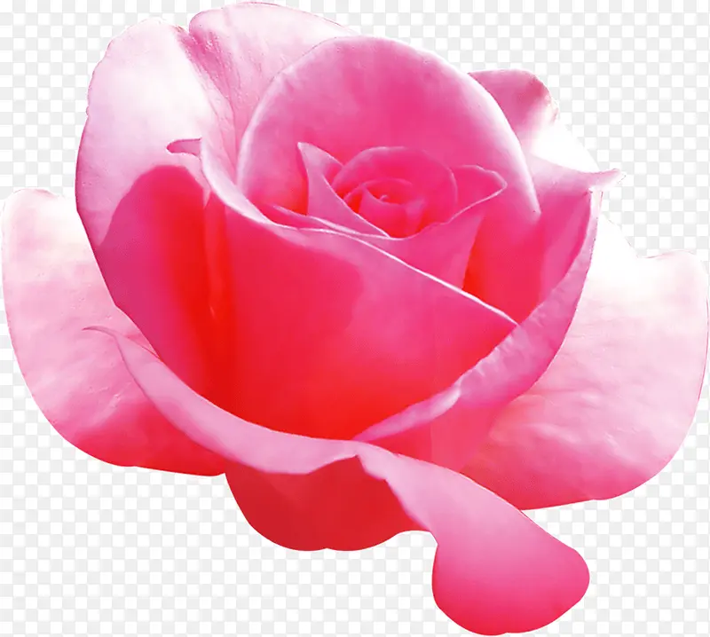娇嫩的玫瑰花