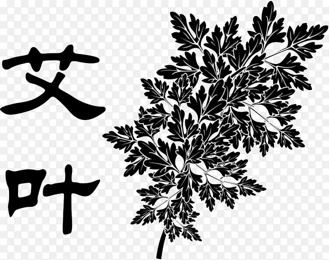 艾叶手绘黑白药材