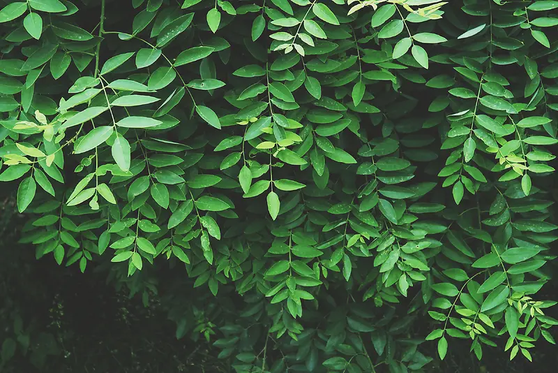 草木植物绿叶高清摄影PNG图片素材下载_图片编号7960156-PNG素材网