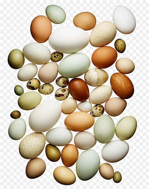 创意鸡蛋鸟蛋