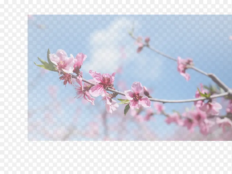 春天 草地 桃花 梨花 渐变透明元素17