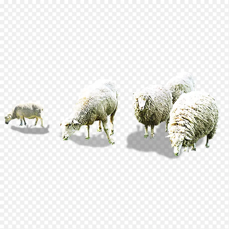 草原羊群素材