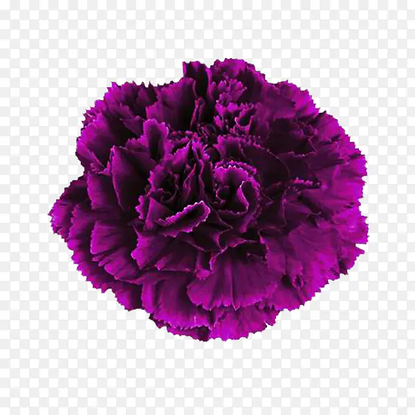 深紫色康乃馨花朵