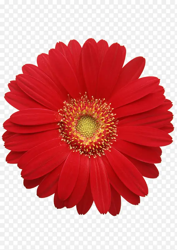 艳丽红花