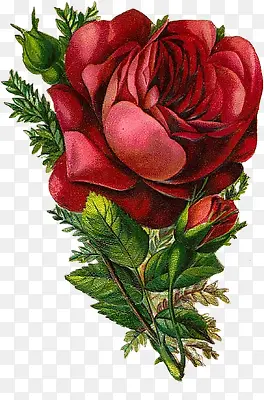 复古图片素材花图案 精美红玫瑰