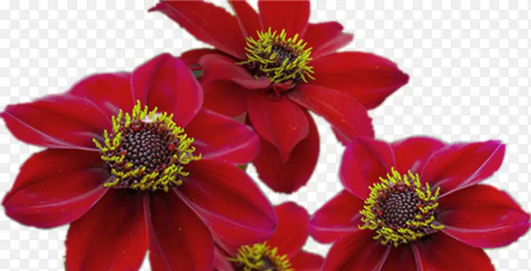 深红色花朵