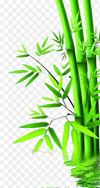 绿色竹子作品图片