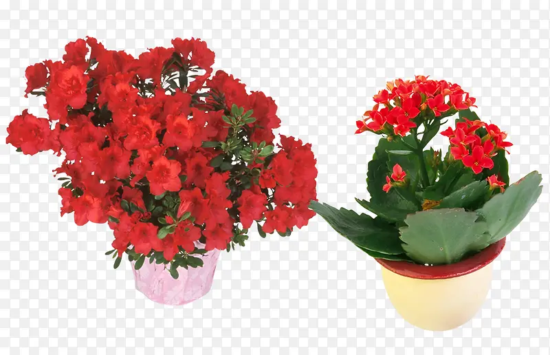 红色花卉盆景