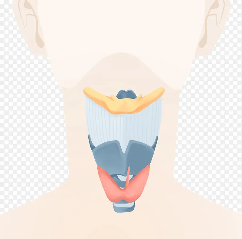 人体喉咙手绘插画